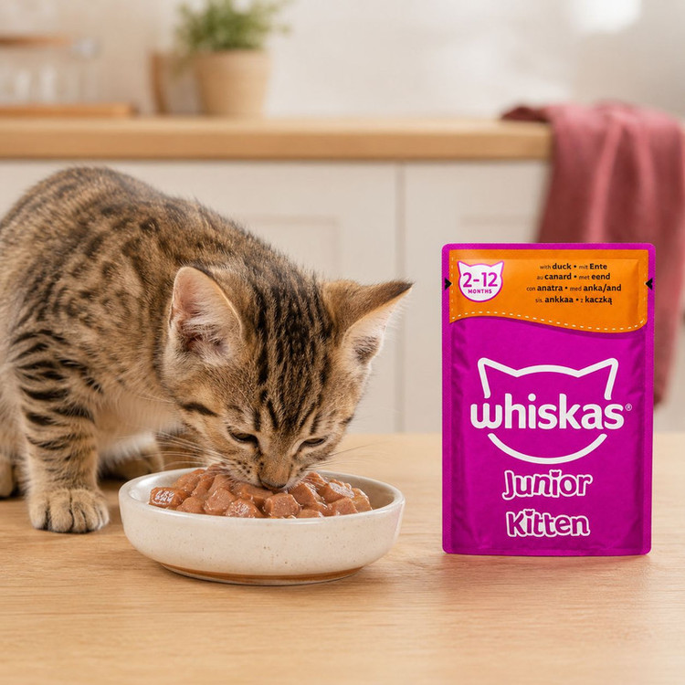 پوچ گربه نابالغ ویسکاس مدل Junior Kitten طعم اردک وزن ۸۵ گرم